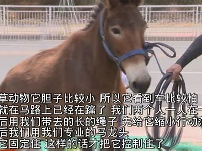 成人免费无码视频在线观看